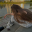 inco_015