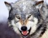 Wild-Wolf