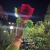 NeFesiM__oL
