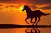 Blackhorse