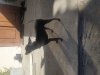 Atash408